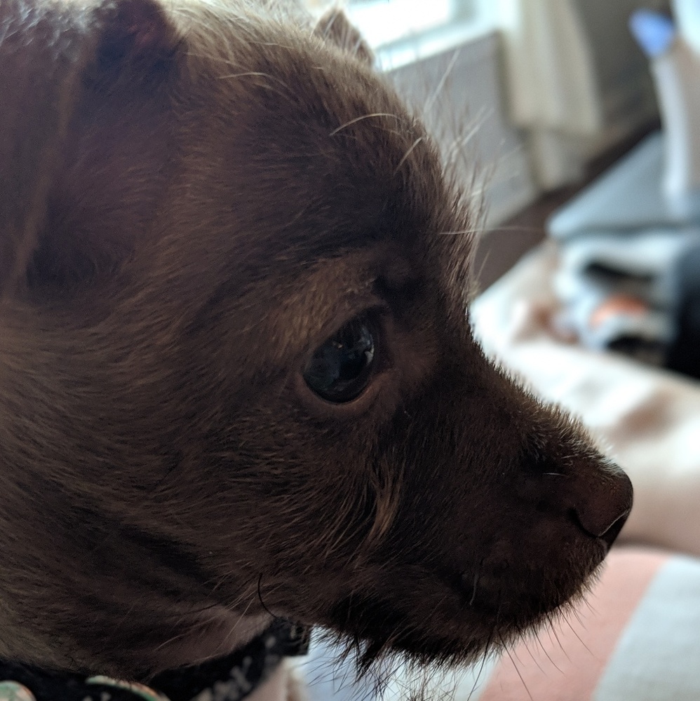 Meet your Posher, Annie